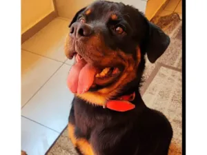 Cachorro raça Rottweiler idade 2 anos nome Aslan