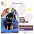 Huguinho