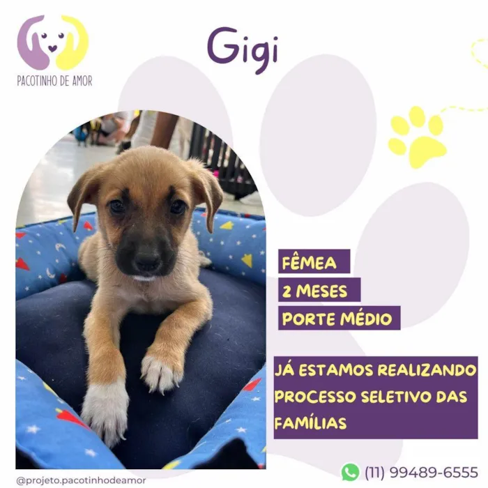 Cachorro ra a SRD-ViraLata idade 2 a 6 meses nome Gigi