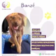 Banzé