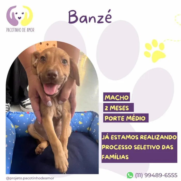 Cachorro ra a SRD-ViraLata idade 2 a 6 meses nome Banzé