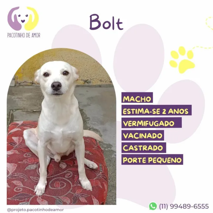 Cachorro ra a SRD-ViraLata idade 2 anos nome Bolt