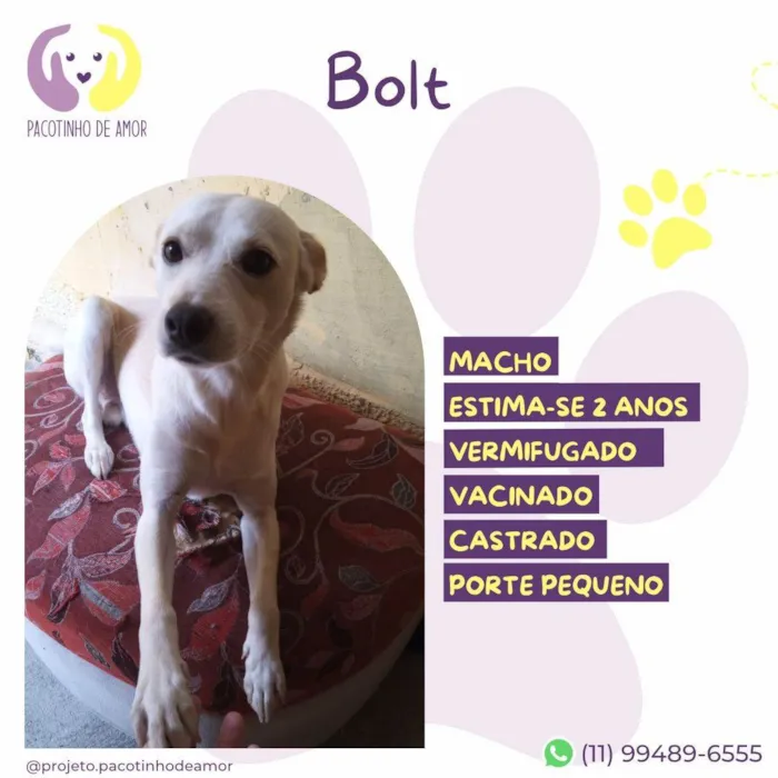 Cachorro ra a SRD-ViraLata idade 2 anos nome Bolt