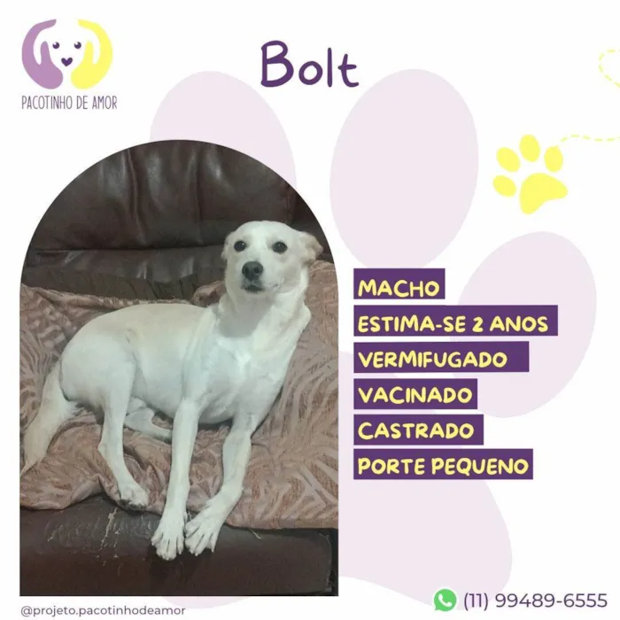 Cachorro ra a SRD-ViraLata idade 2 anos nome Bolt