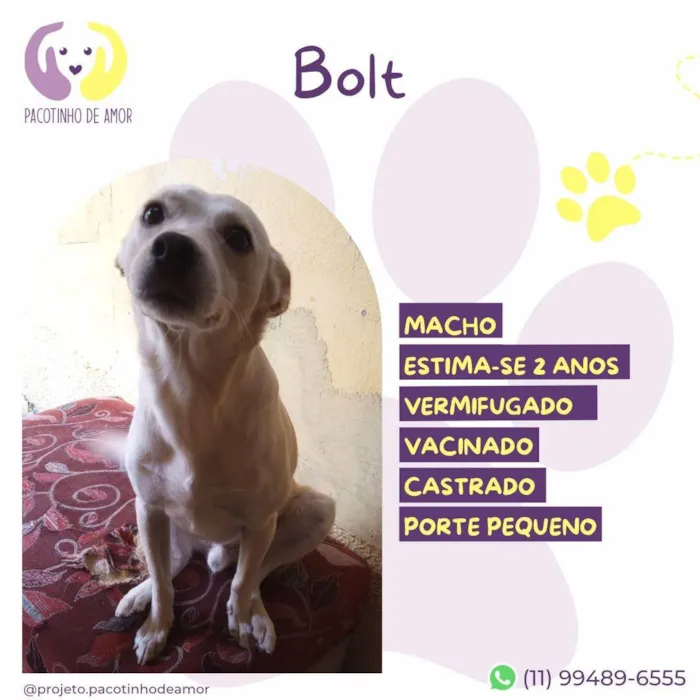 Cachorro ra a SRD-ViraLata idade 2 anos nome Bolt