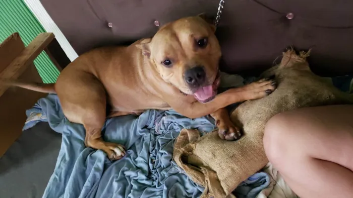 Cachorro ra a Pit-Bull idade 2 anos nome Jack