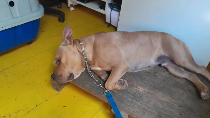 Cachorro ra a Pit-Bull idade 2 anos nome Jack