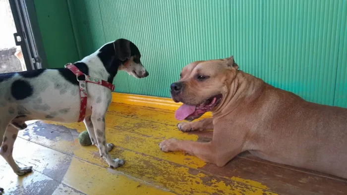 Cachorro ra a Pit-Bull idade 2 anos nome Jack