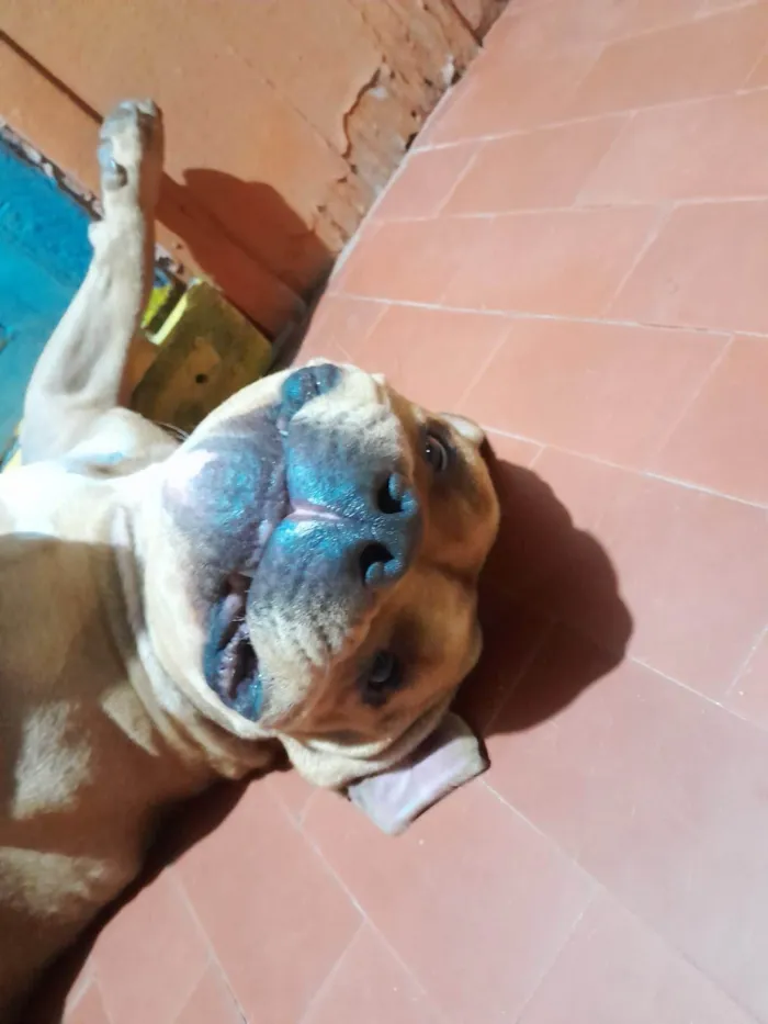 Cachorro ra a Pit-Bull idade 2 anos nome Jack