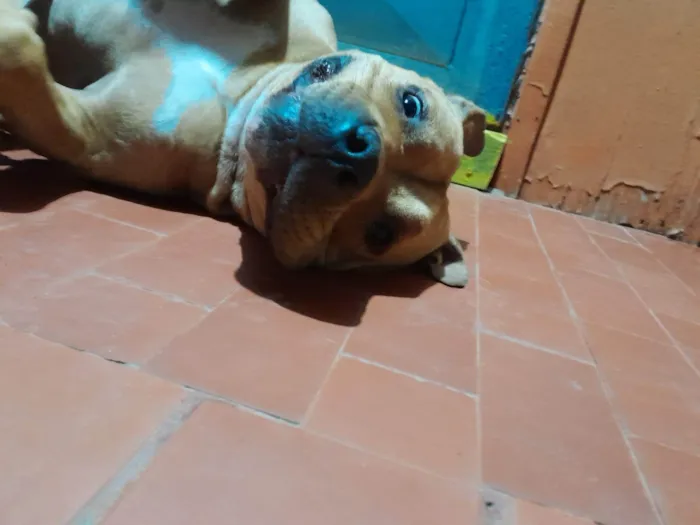 Cachorro ra a Pit-Bull idade 2 anos nome Jack