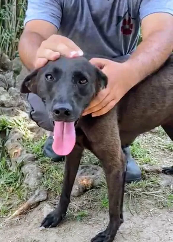 Cachorro ra a SRD-ViraLata idade 4 anos nome Binha