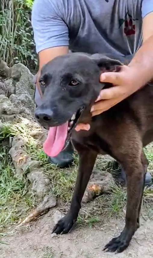 Cachorro ra a SRD-ViraLata idade 4 anos nome Binha