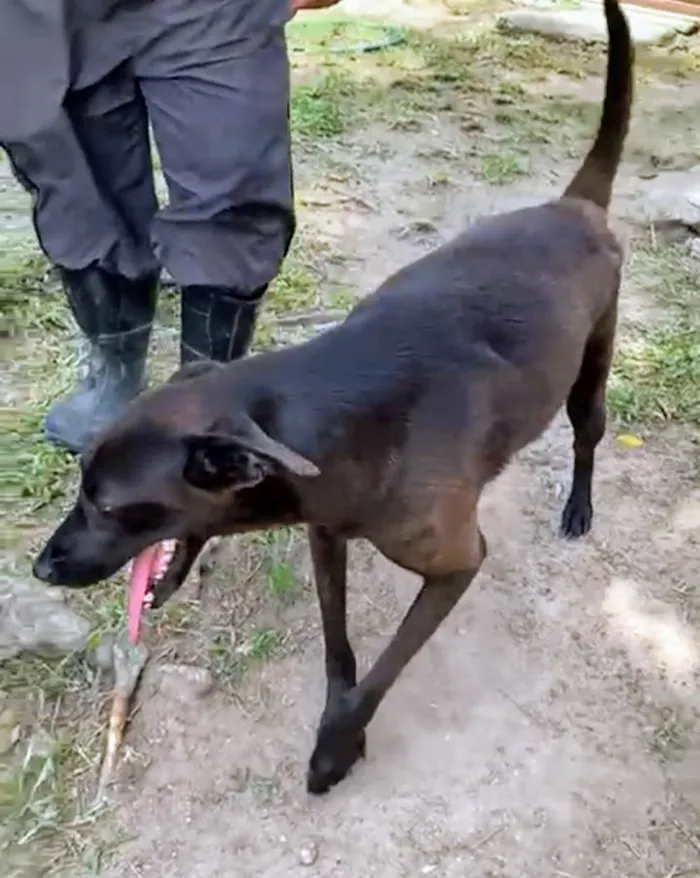 Cachorro ra a SRD-ViraLata idade 4 anos nome Binha