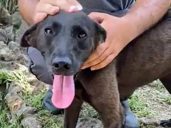 Cachorro ra a SRD-ViraLata idade 4 anos nome Binha