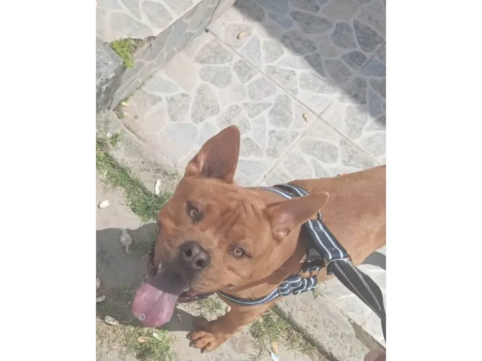 Cachorro ra a Pit-Bull idade 1 ano nome Smoke