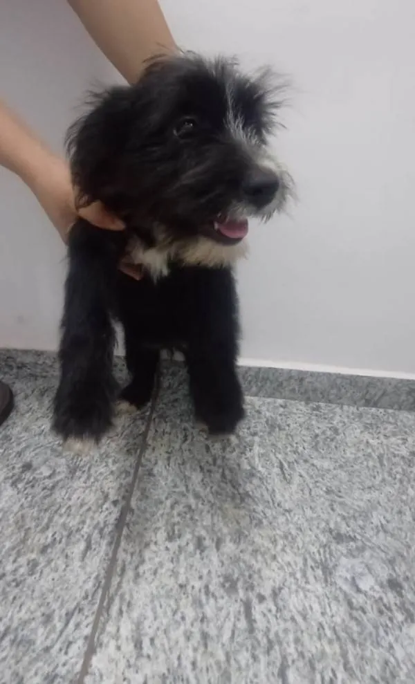 Cachorro ra a SRD-ViraLata idade 2 a 6 meses nome Fifi