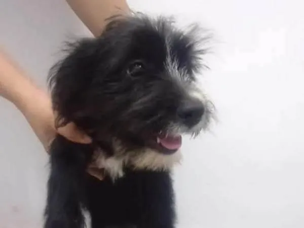 Cachorro ra a SRD-ViraLata idade 2 a 6 meses nome Fifi