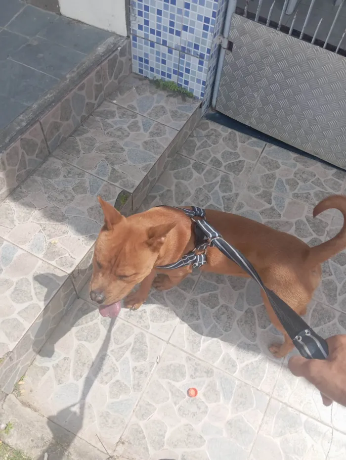 Cachorro ra a Pit-Bull idade 1 ano nome Smoke