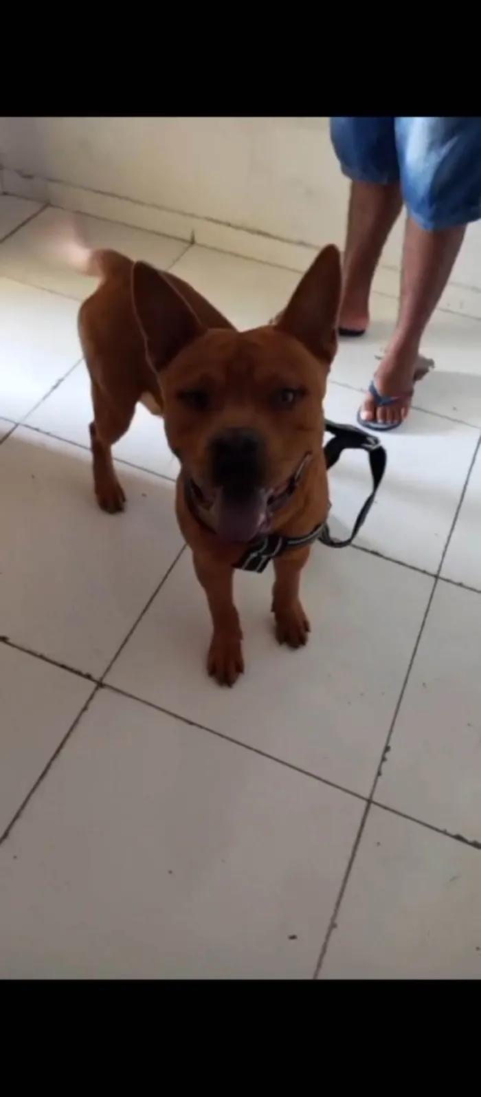 Cachorro ra a Pit-Bull idade 1 ano nome Smoke