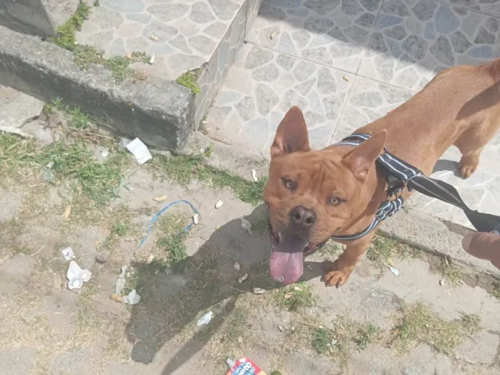 Cachorro ra a Pit-Bull idade 1 ano nome Smoke