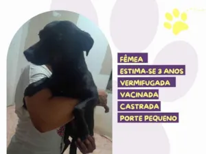 Cachorro raça SRD-ViraLata idade 3 anos nome Pretinha