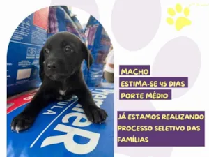 Cachorro raça SRD-ViraLata idade 2 a 6 meses nome Astro