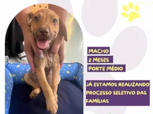 Cachorro raça SRD-ViraLata idade 2 a 6 meses nome Banzé