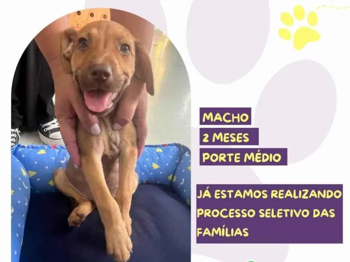 Cachorro ra a SRD-ViraLata idade 2 a 6 meses nome Banzé