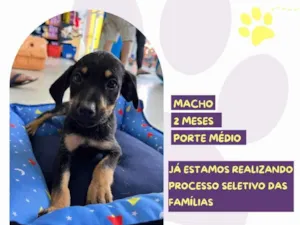 Cachorro raça SRD-ViraLata idade 2 a 6 meses nome Huguinho