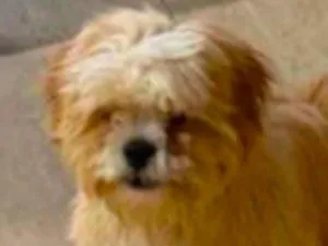 Cachorro raça Shitzu idade 2 a 6 meses nome Bob 