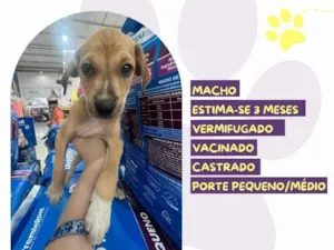 Cachorro raça SRD-ViraLata idade Abaixo de 2 meses nome Yudi