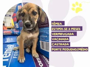 Cachorro raça SRD-ViraLata idade 2 a 6 meses nome Sininho