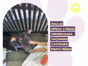 Cachorro raça SRD-ViraLata idade 2 a 6 meses nome Gael