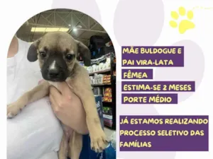 Cachorro raça SRD-ViraLata idade 2 a 6 meses nome Heather