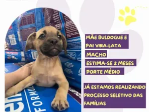 Cachorro raça SRD-ViraLata idade 2 a 6 meses nome Marcus