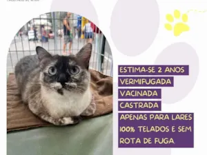 Gato raça SRD-ViraLata idade 2 anos nome Bruna