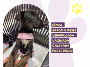 Cachorro raça SRD-ViraLata idade 2 a 6 meses nome Suzi