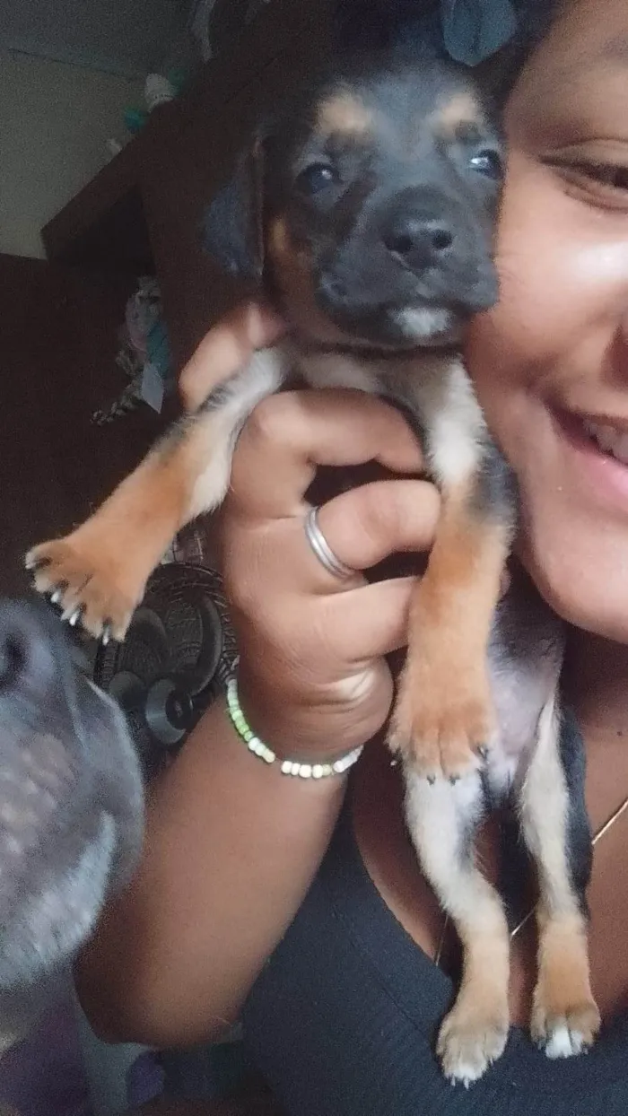 Cachorro ra a SRD-ViraLata idade 2 a 6 meses nome Não tem nome ainda 