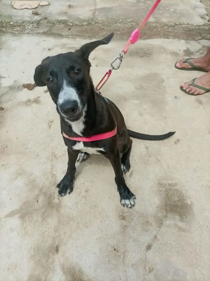 Cachorro ra a SRD-ViraLata idade 7 a 11 meses nome Pitaya