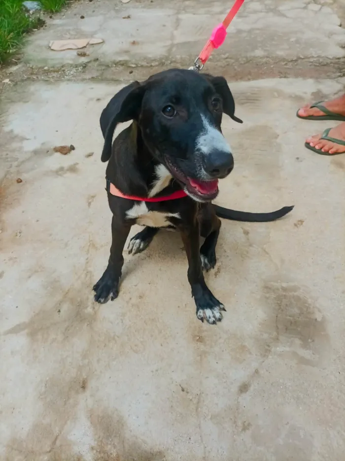 Cachorro ra a SRD-ViraLata idade 7 a 11 meses nome Pitaya