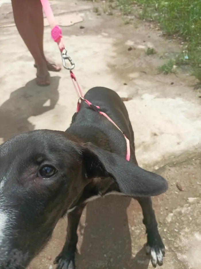 Cachorro ra a SRD-ViraLata idade 7 a 11 meses nome Pitaya