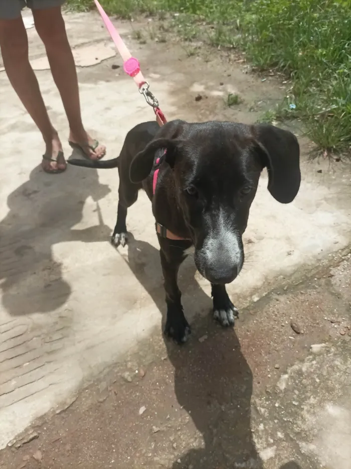 Cachorro ra a SRD-ViraLata idade 7 a 11 meses nome Pitaya