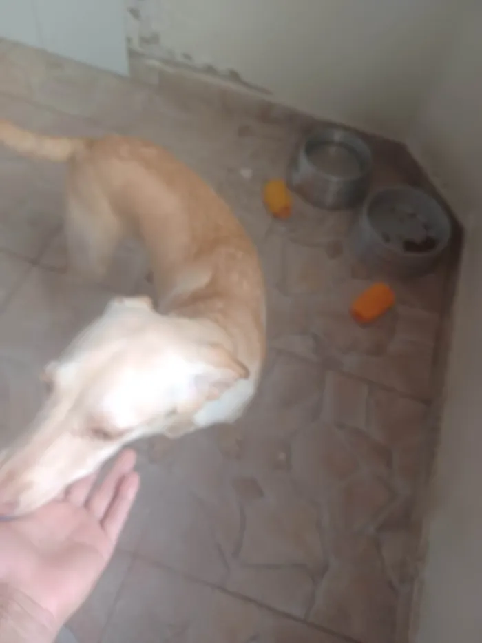 Cachorro ra a SRD-ViraLata idade 2 a 6 meses nome Luna