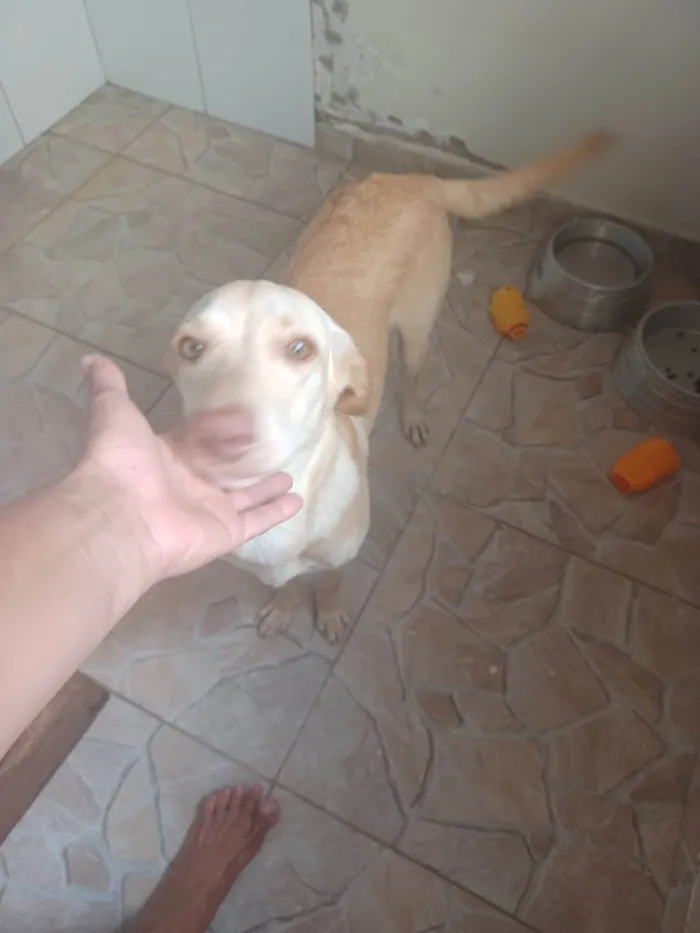 Cachorro ra a SRD-ViraLata idade 2 a 6 meses nome Luna