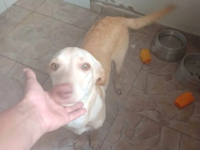 Cachorro ra a SRD-ViraLata idade 2 a 6 meses nome Luna