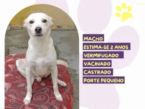 Cachorro raça SRD-ViraLata idade 2 anos nome Bolt