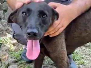 Cachorro raça SRD-ViraLata idade 4 anos nome Binha