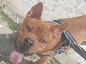 Cachorro raça Pit-Bull idade 1 ano nome Smoke