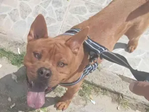 Cachorro raça Pit-Bull idade 1 ano nome Smoke