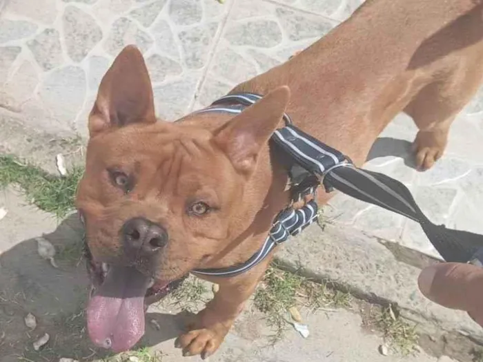 Cachorro ra a Pit-Bull idade 1 ano nome Smoke